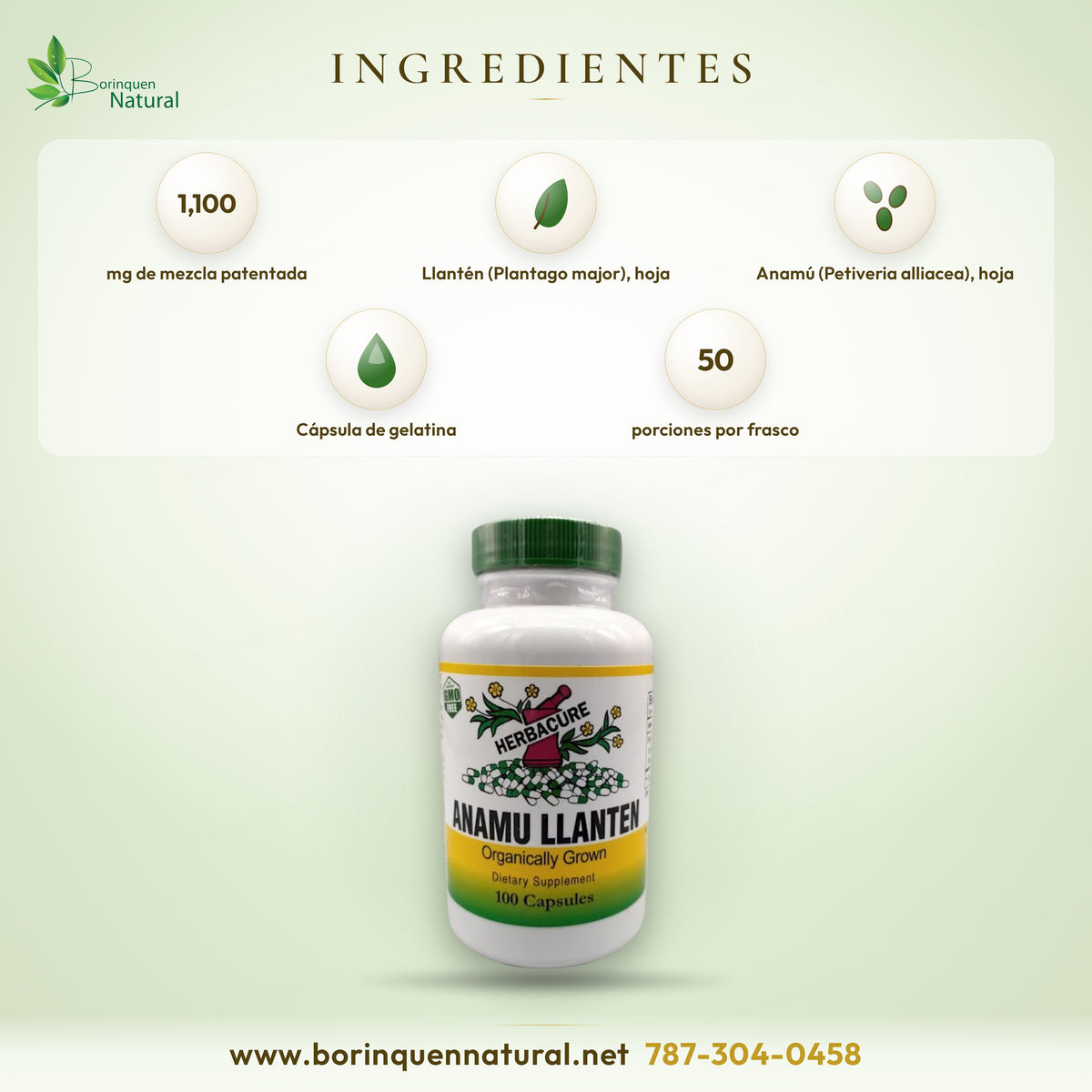 Ingredientes del Anamú Llantén de Herbacure: mezcla patentada de 1,100 mg de hoja de llantén y hoja de anamú en cápsula de gelatina