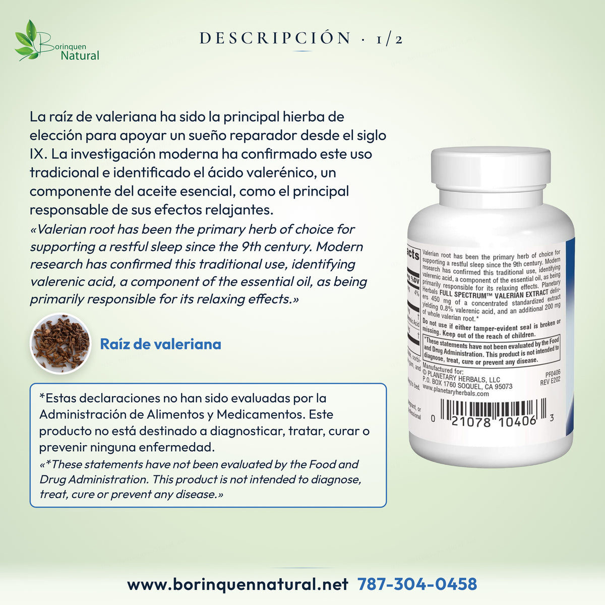Descripción: la raíz de valeriana, principal hierba de elección para apoyar un sueño reparador desde el siglo IX