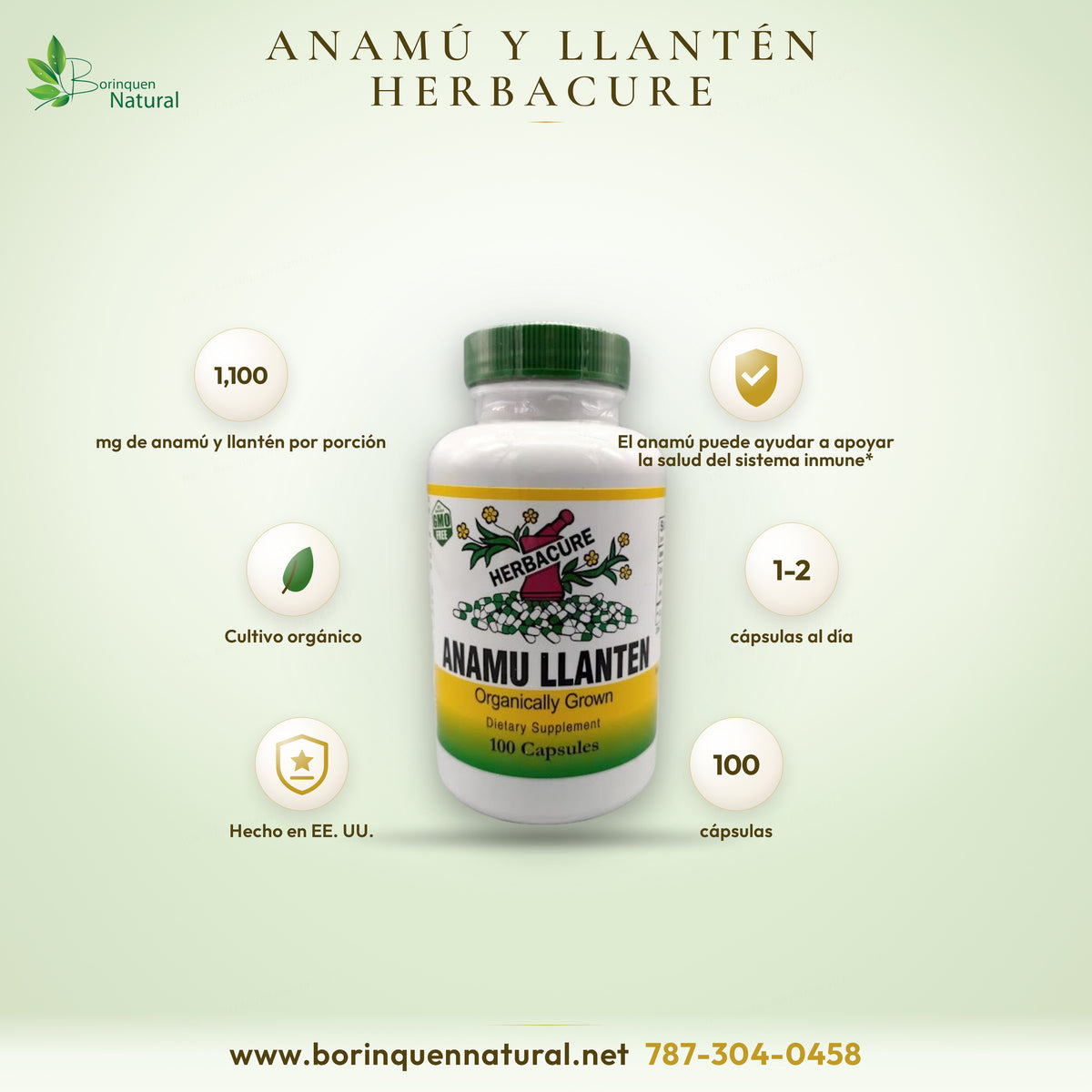 Anamú Llantén de Herbacure, mezcla de hoja de anamú y llantén de 1,100 mg por porción, cultivo orgánico, frasco de 100 cápsulas