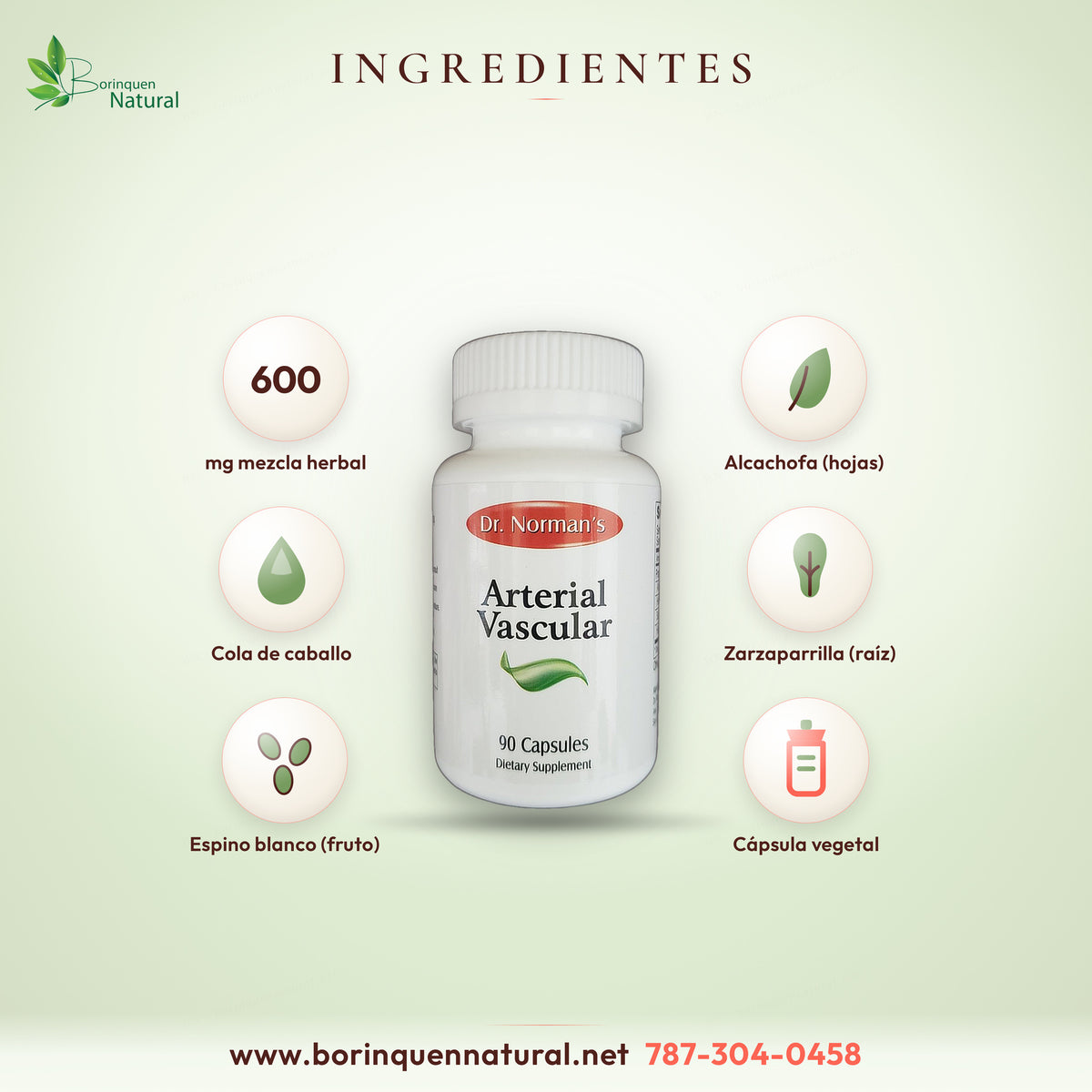 Ingredientes de Arterial Vascular por porción de 2 cápsulas: 600 mg de mezcla herbal de hoja de alcachofa, cola de caballo, raíz de zarzaparrilla y fruto de espino blanco