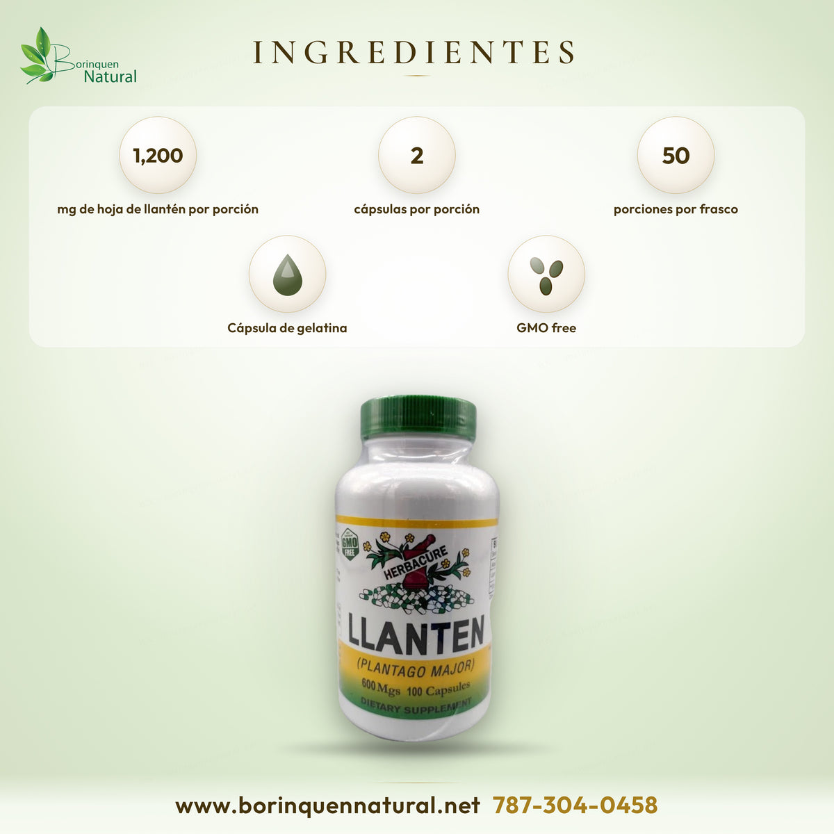 Ingredientes del Llantén de Herbacure: 1,200 mg de hoja de llantén (Plantago major) por porción de 2 cápsulas de gelatina