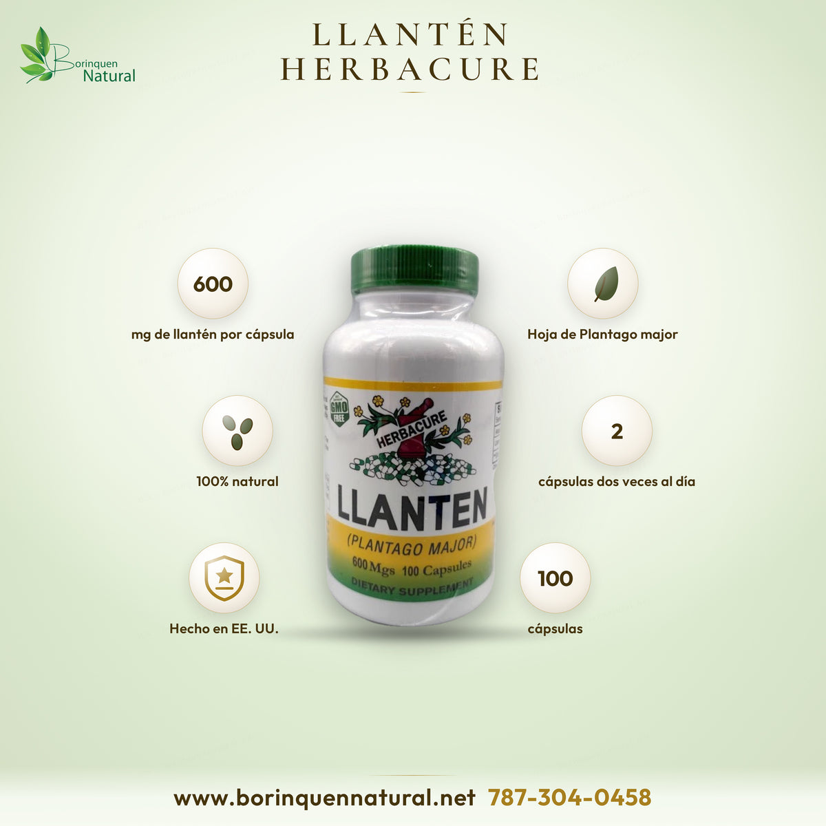 Llantén (Plantago major) de Herbacure, hoja de llantén de 600 mg por cápsula, frasco de 100 cápsulas